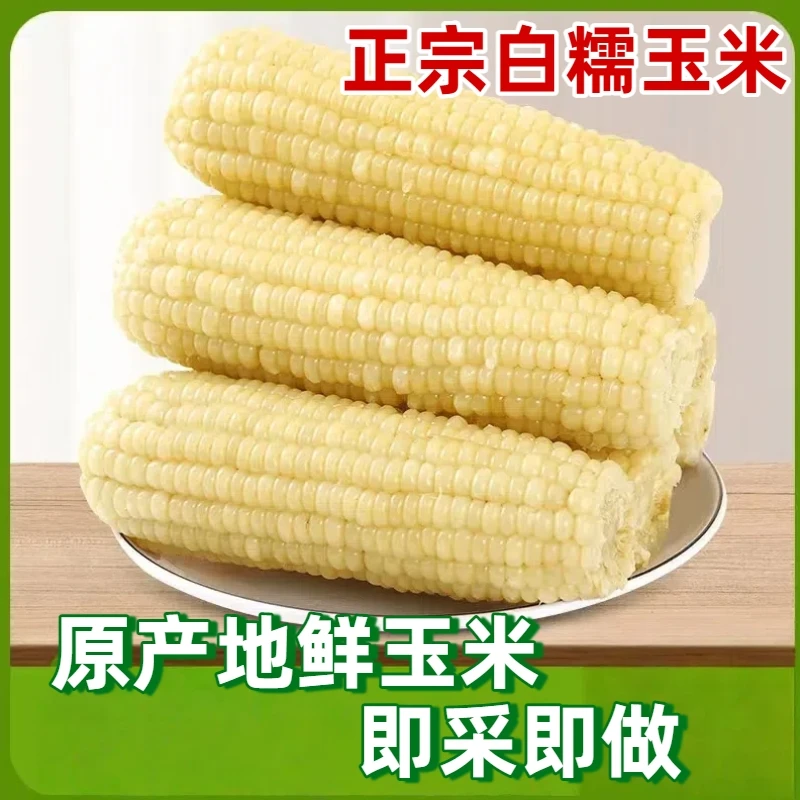 【试吃1根破损包赔】梯田糯玉米新鲜白糯玉米棒粘玉米真空包装