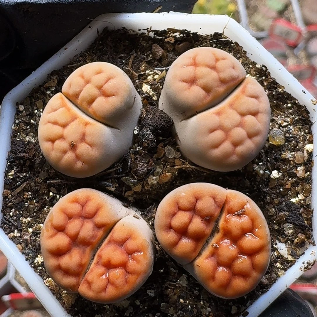 生石花11111。   259