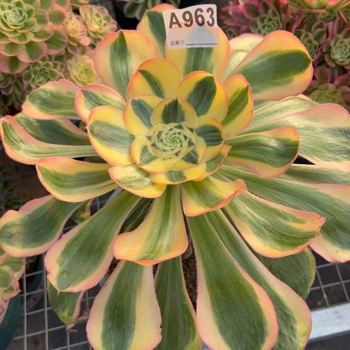 963王多30厘米左右