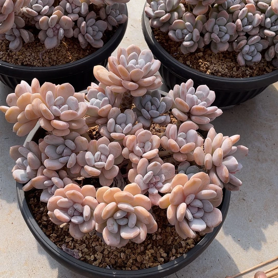 米雪精控群生老桩25厘米可挑