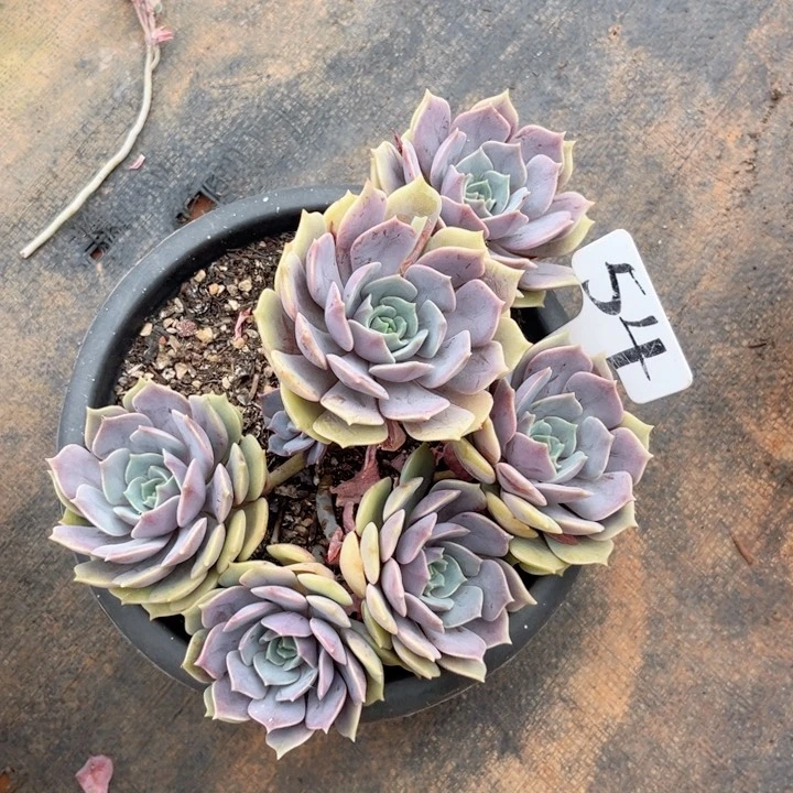 晨语多肉一物一拍54