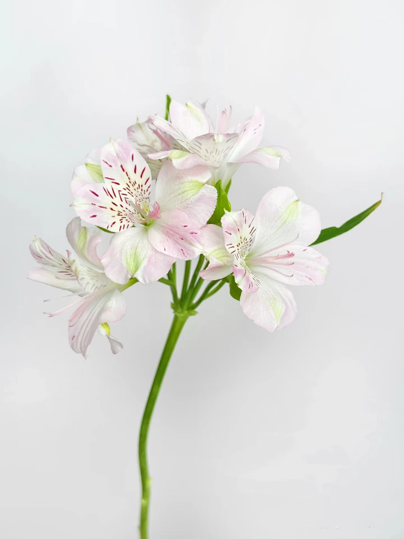 【买一送一】粉白色六出花 [水仙百合无香]花瓣像蝴蝶翅膀