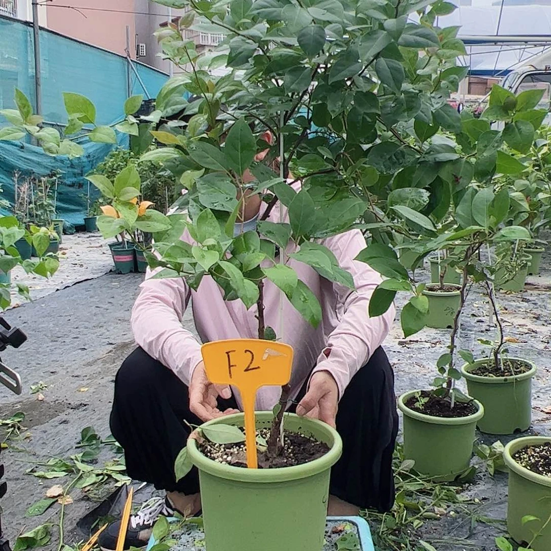 当前无花栽培后可以开花良****暖F2金发女郎