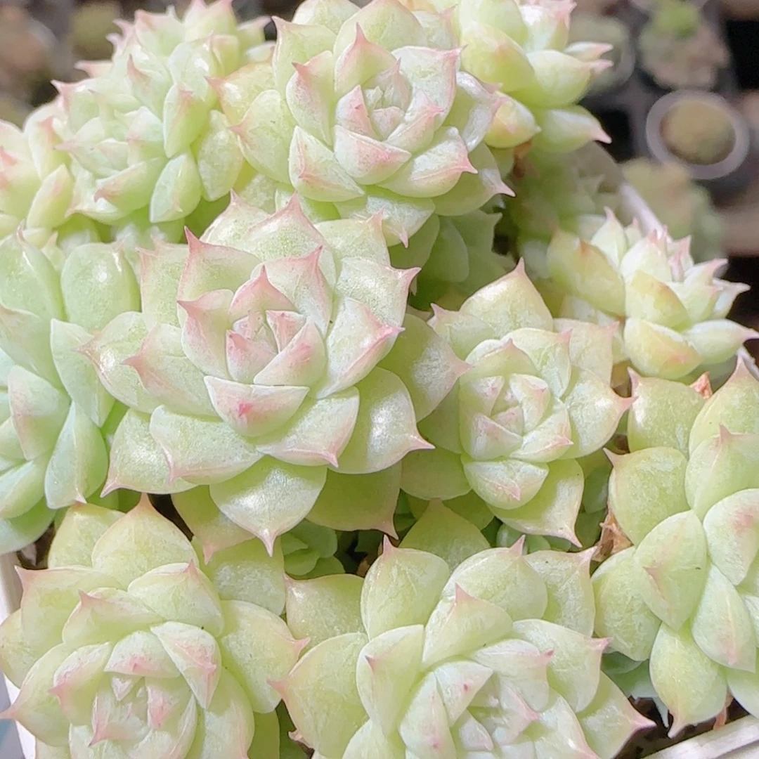 花语逸镜1108-100散