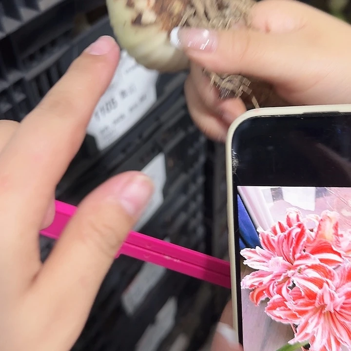 舞后6.5公分轻餐次不包售后