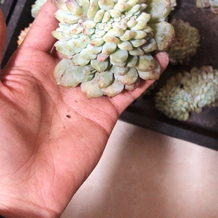 云淡风轻多肉植物