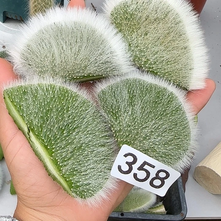 幸***人无花朵九尾狐缀头358