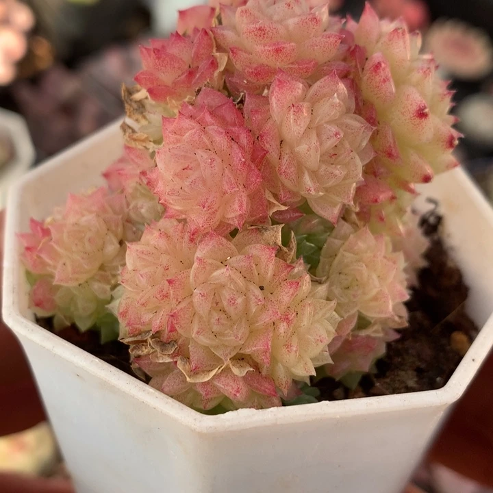 优选麦秆一物一拍