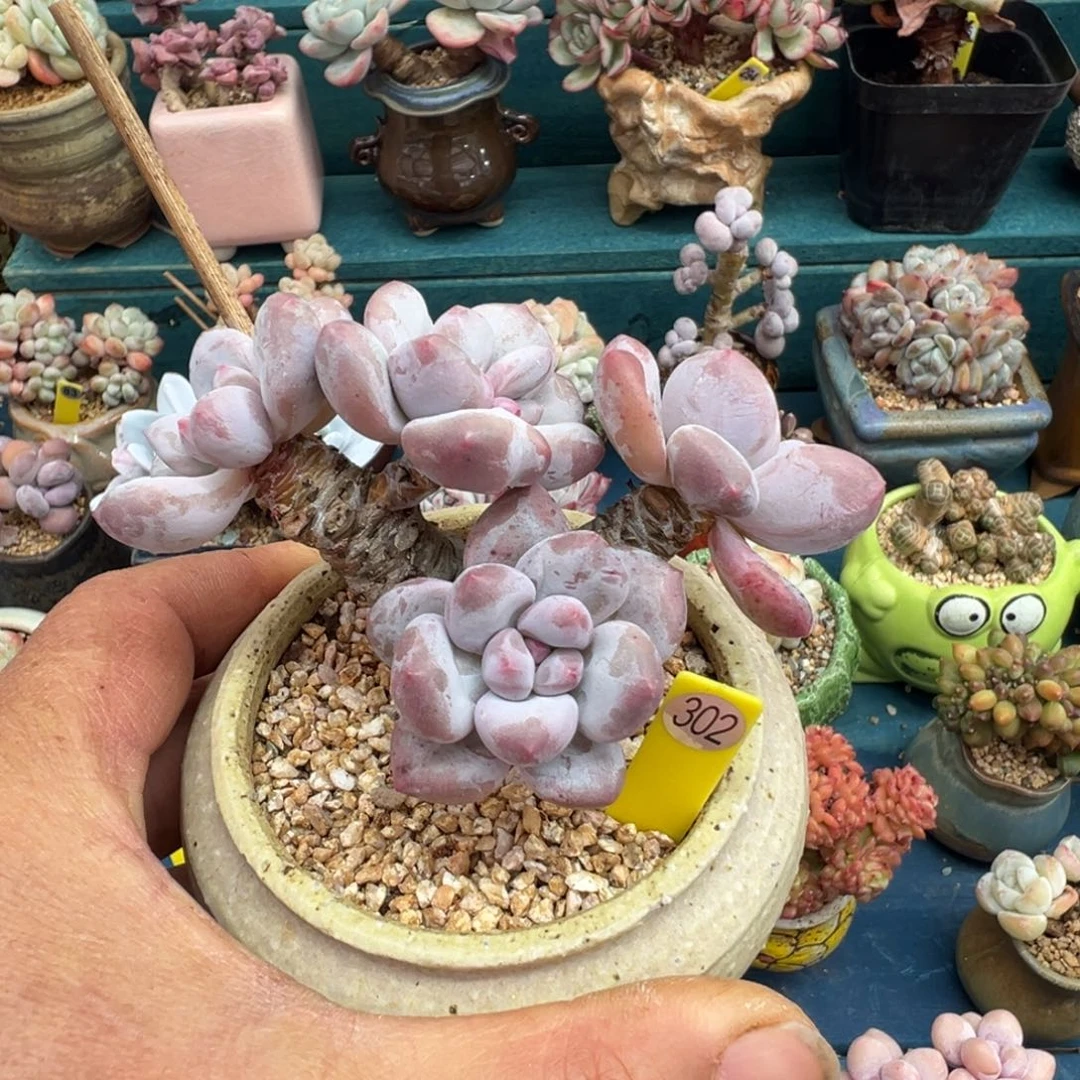 302号香水老桩无砍