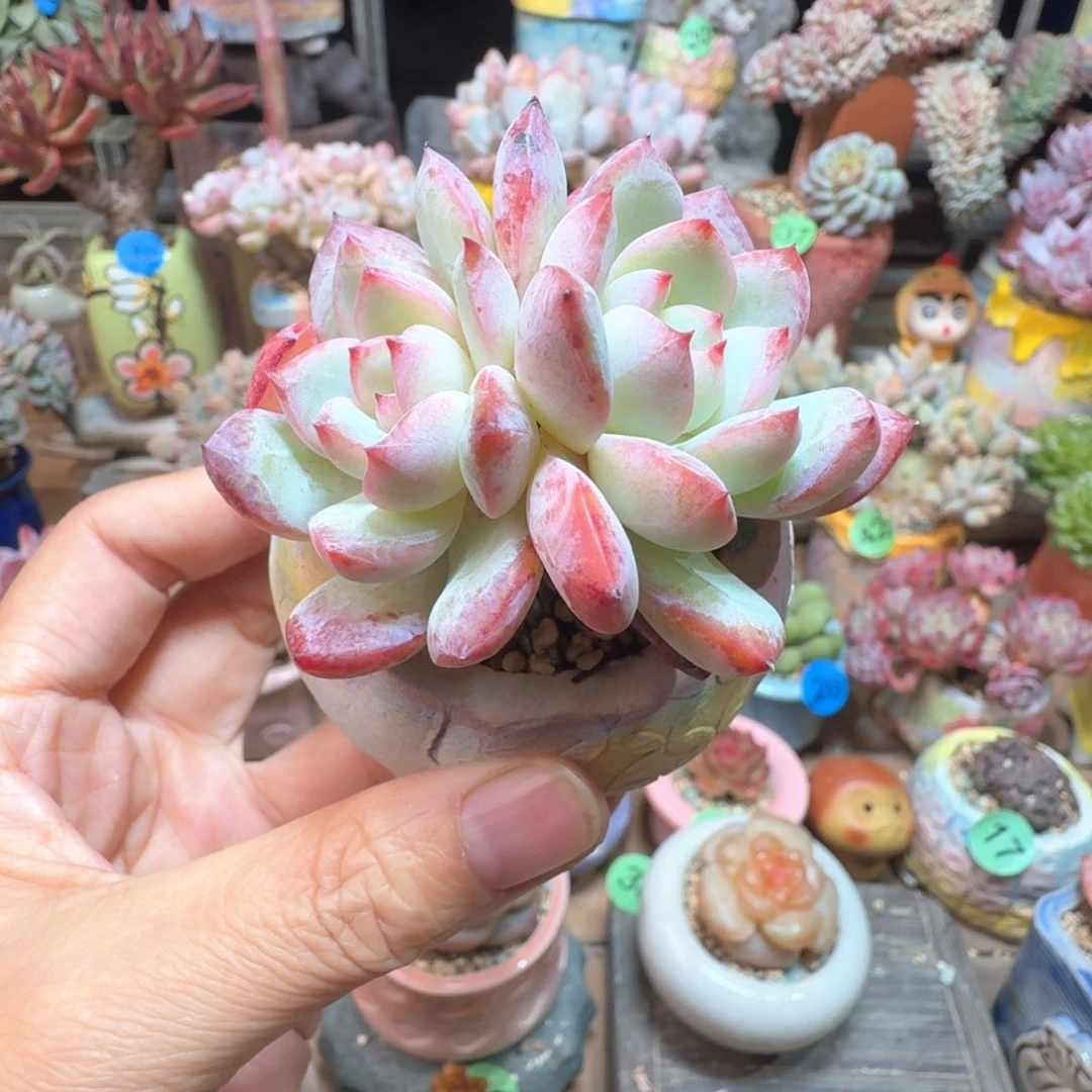 白梦 多肉含盆土 一物一拍