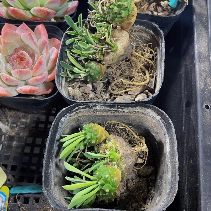大菠萝群带盆土发