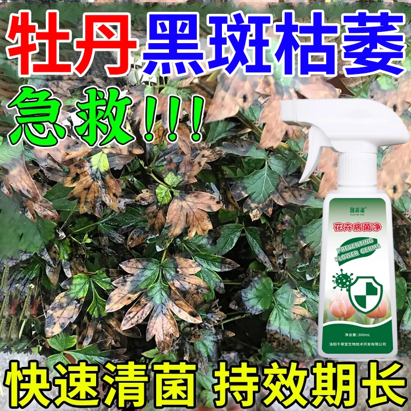 牡丹黑斑病枯萎专用营养液肥料牡丹花叶子有黑色斑点白色斑点抗病