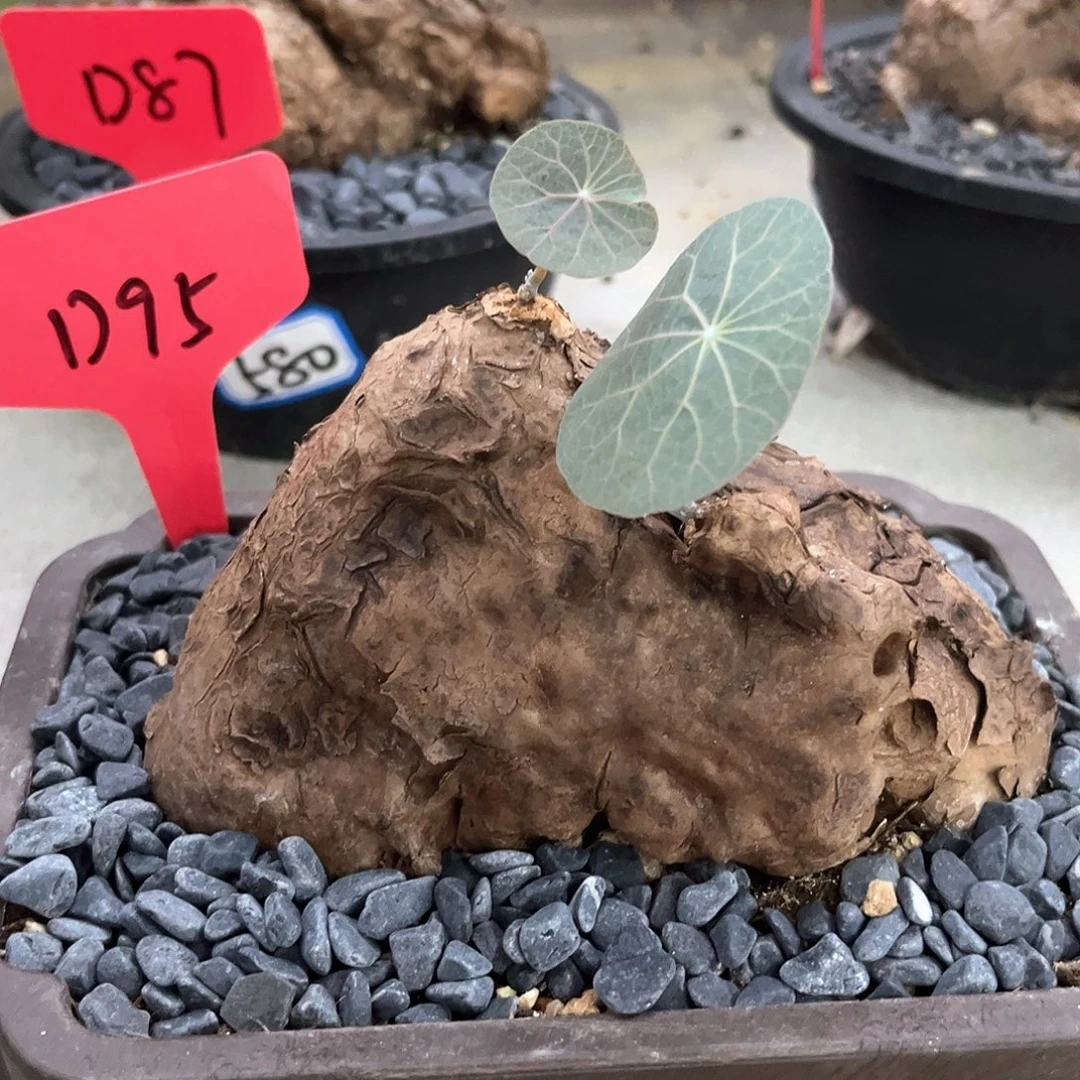 潮流植物一叶龟，山丘款
