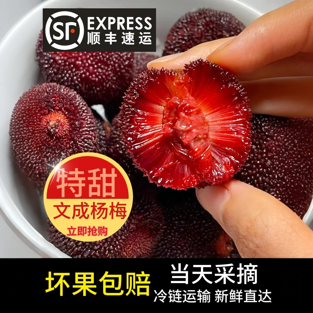 文成高山东魁杨梅产地直供新鲜应季香甜爆汁水果