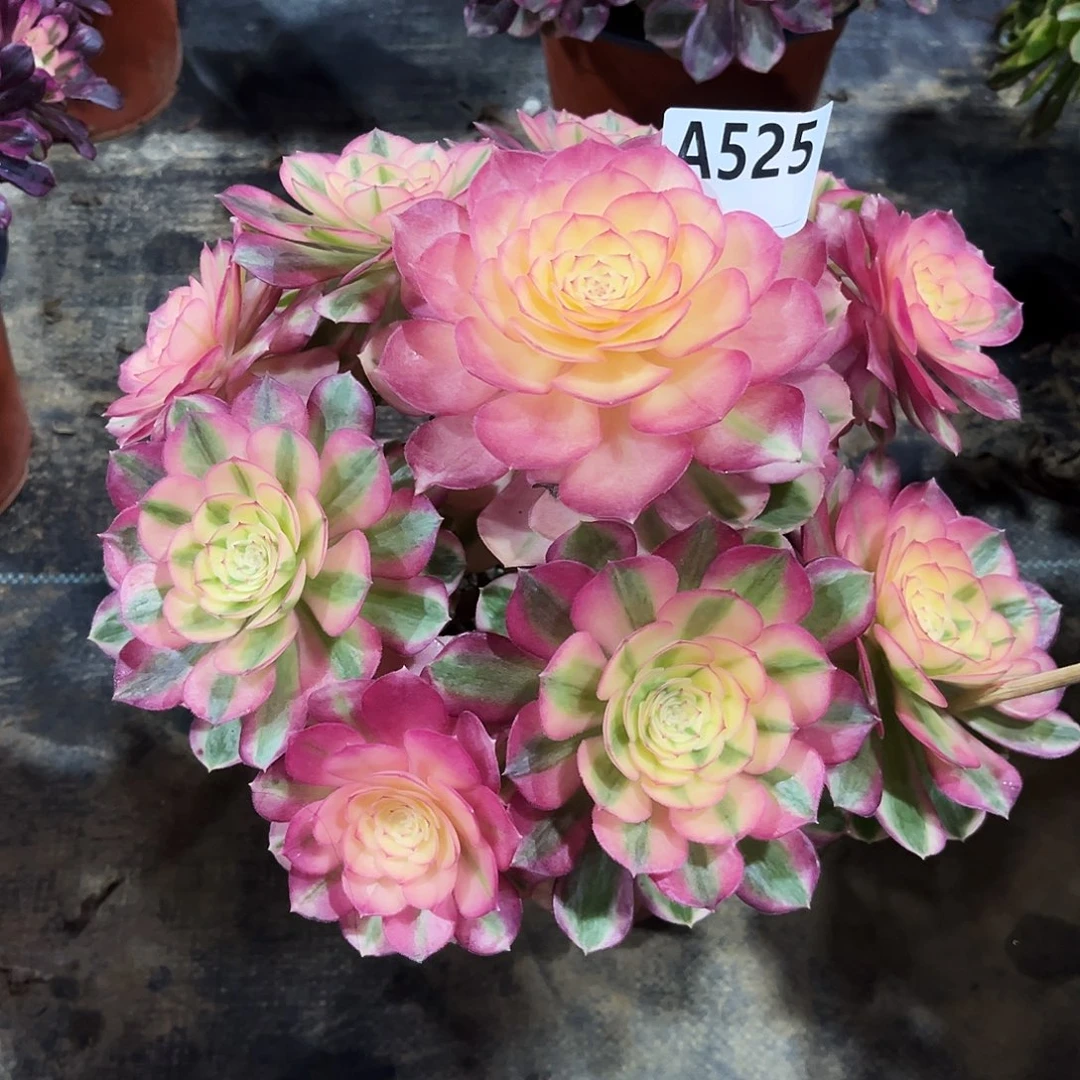 多肉植物倾城525多肉