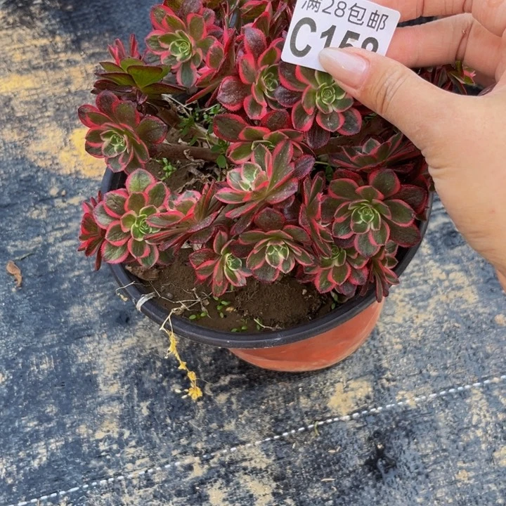 158多肉植物一物一拍