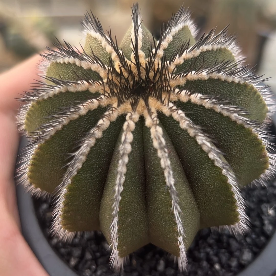 完全开放栉刺尤伯球ggg