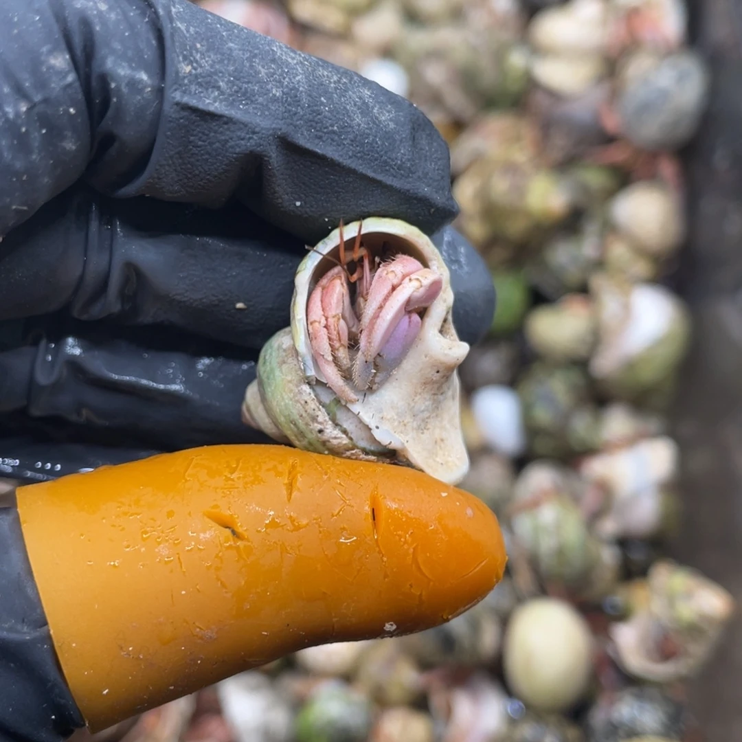 活体寄居蟹不退不换83