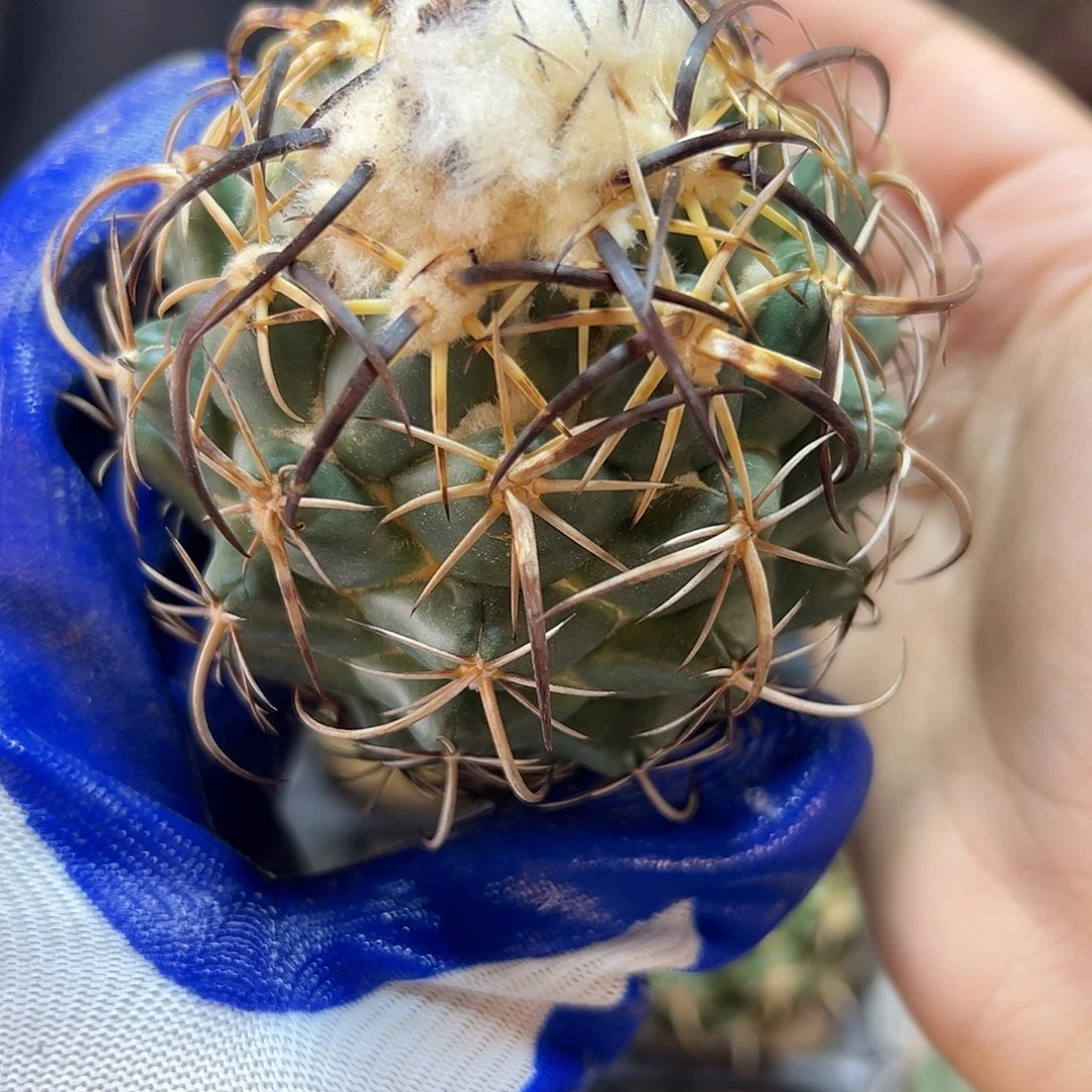 苗接钢钉含刺8公分无根