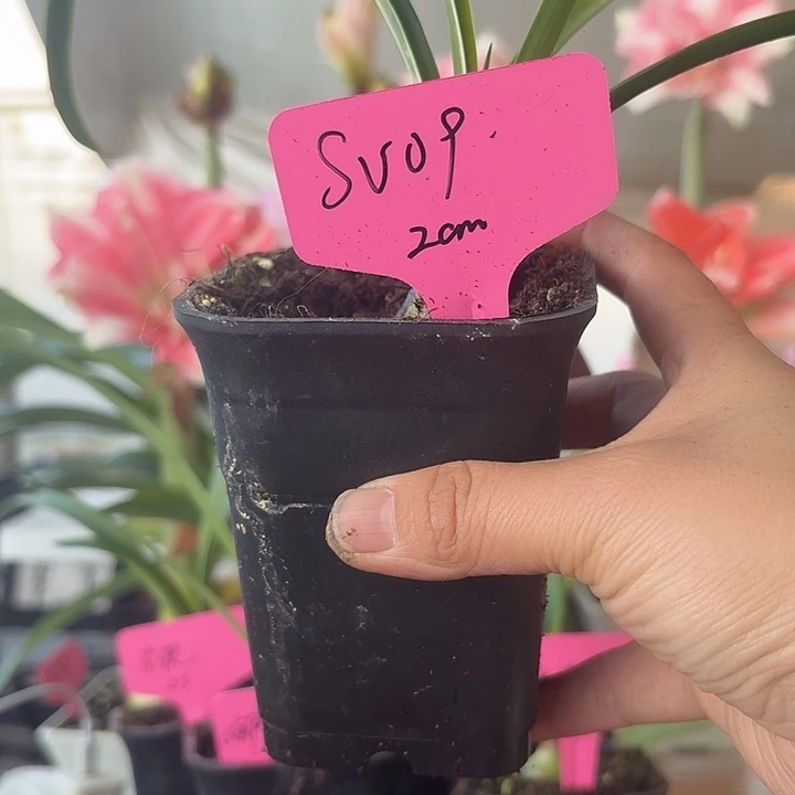 无花朵第九章sv09朱顶红直径2cm