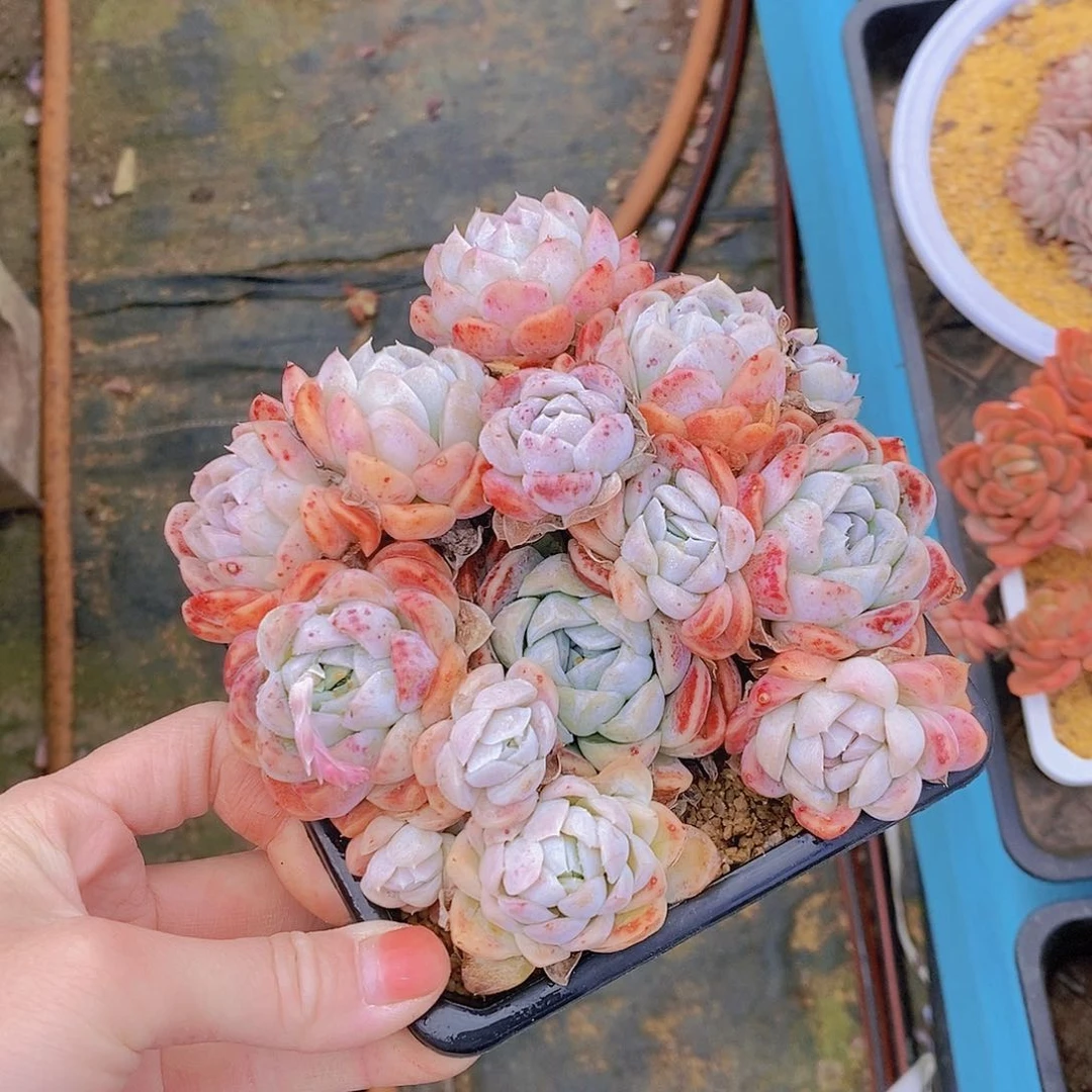 619多肉植物老桩