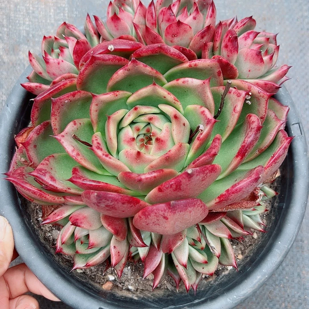 皮蛋手捧花，一物一拍