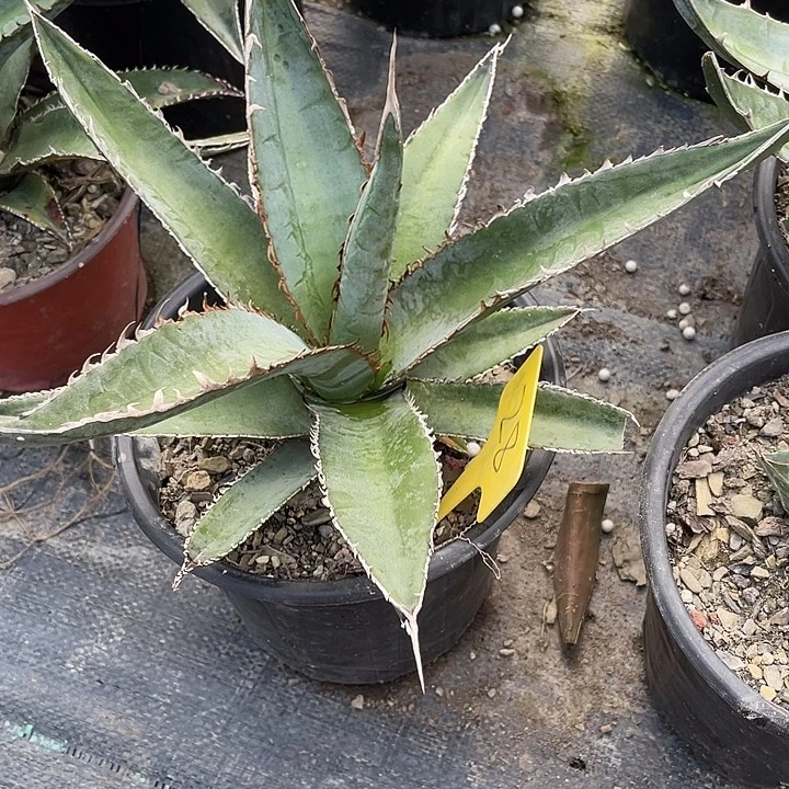 无花朵鲨齿龙25788