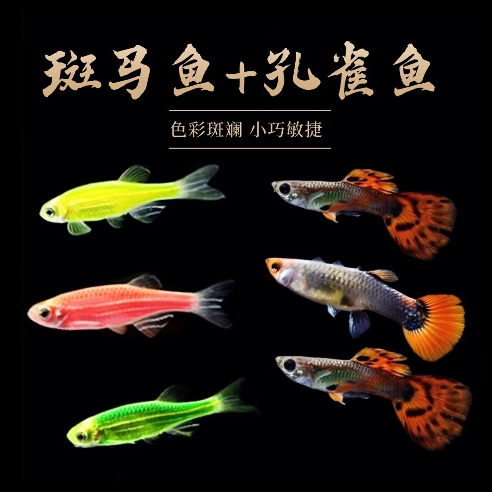 【斑马鱼+孔雀鱼】红绿灯斑马鱼神仙孔雀鱼小型热带鱼耐活观赏鱼