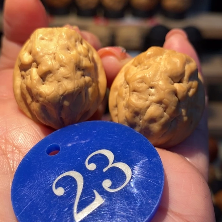 菩提籽类青蛙王子29尺寸