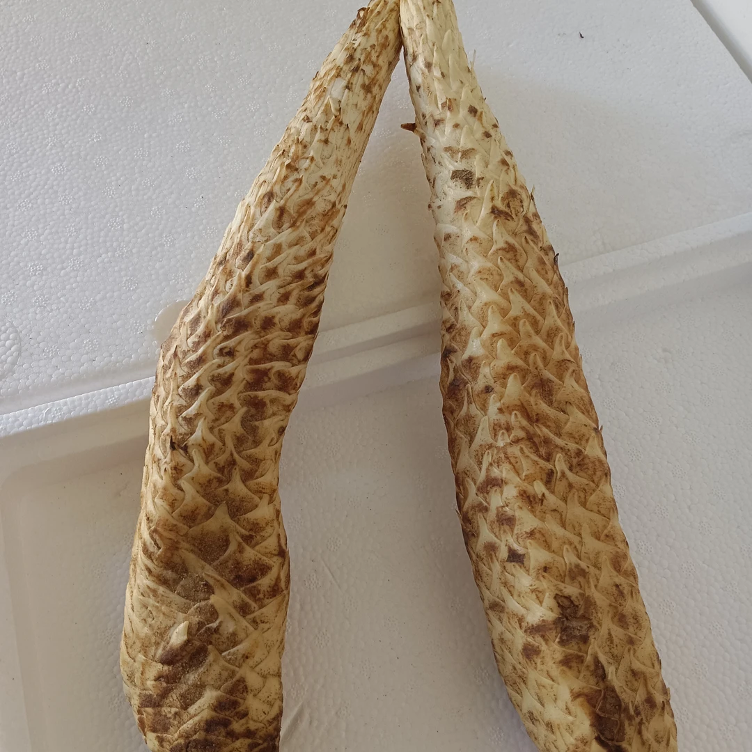 阿拉善秋冬季一物一拍