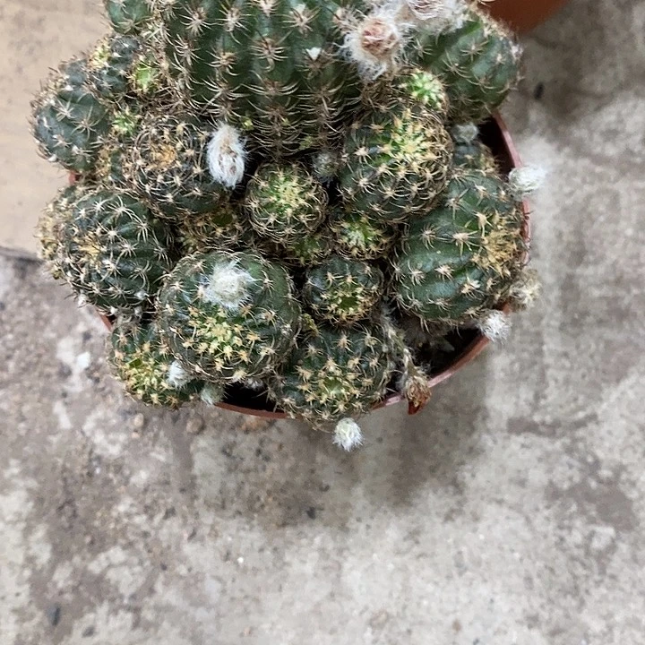丽花6公分左右清仓6.99