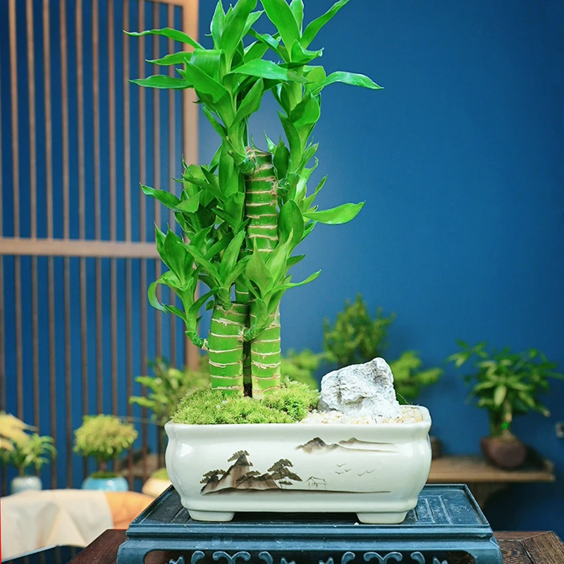 禅意步步高观音竹富贵竹荷花竹绿植土培盆栽室内客厅吸甲醛植物