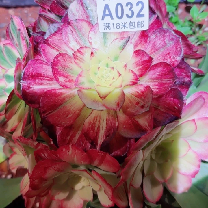 多肉法师淘宝福利