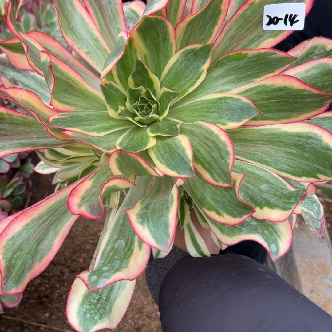 14魅影多肉植物植物