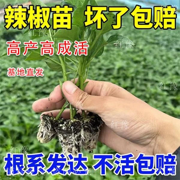 【爆单款】各类辣椒苗高产速生家庭种菜必备盆栽地栽两用送营养肥