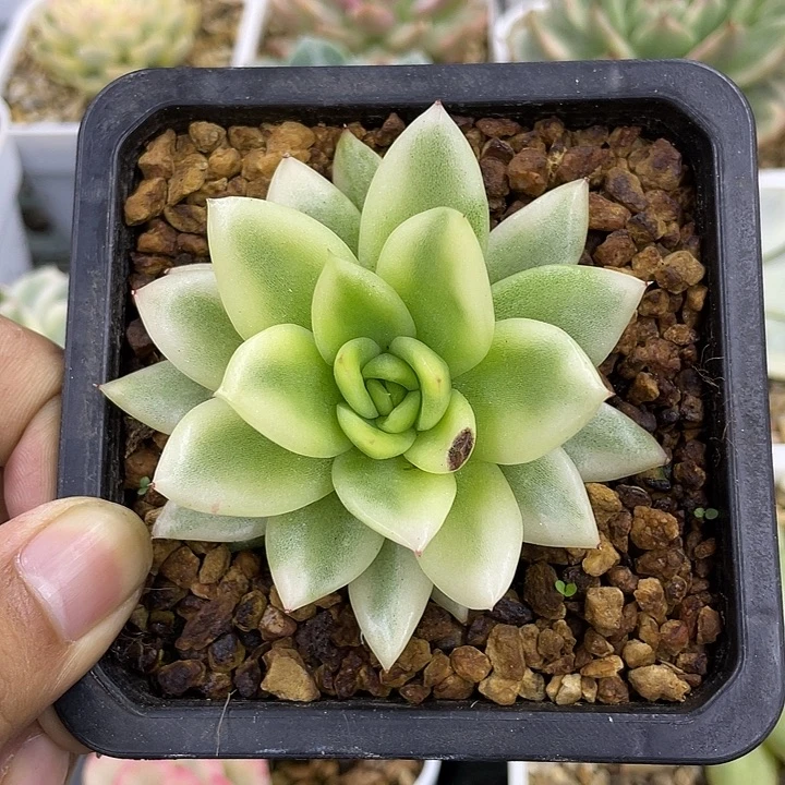 平***猪十级福利券减88阿卡锦