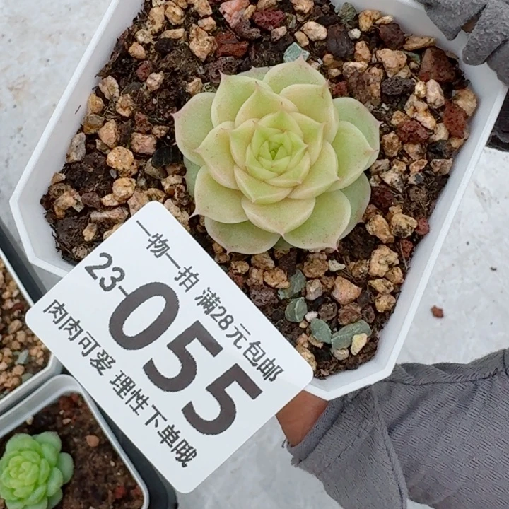玫瑰麦无盆土发货