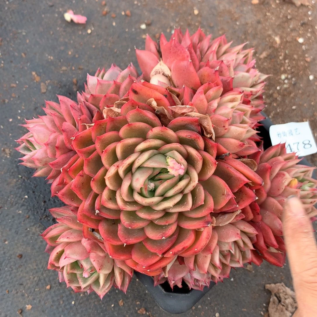 5478瑕疵不售后特价