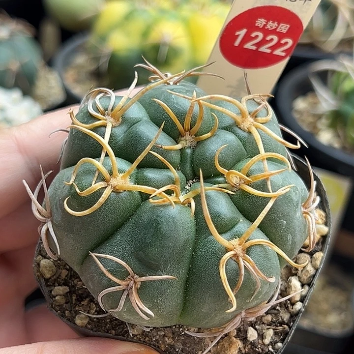 实生冢原海王5.9cm