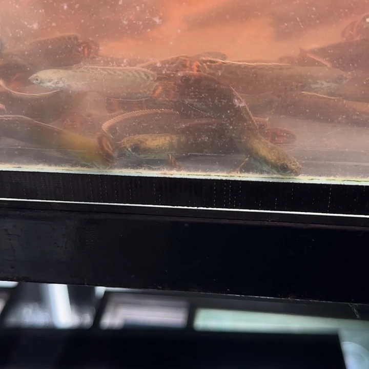 雷龙七彩雷龙111111