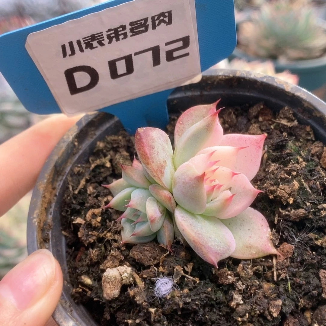 072锦锦锦锦锦锦锦锦