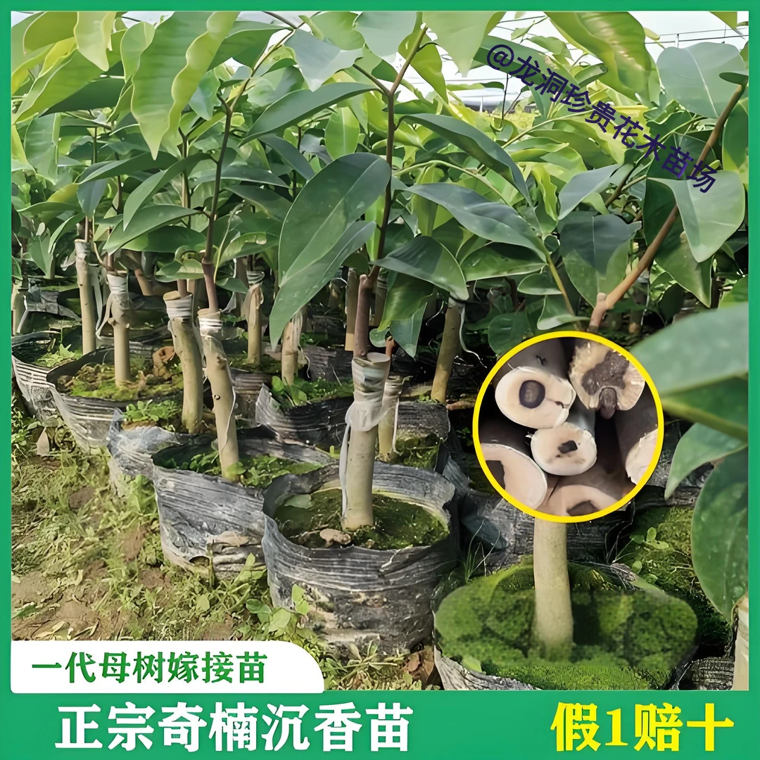 正宗奇楠沉香木苗庭院名贵树苗白棋楠一代母树嫁接结香苗地栽植物
