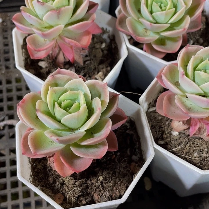 哈密瓜2.8带盆土发