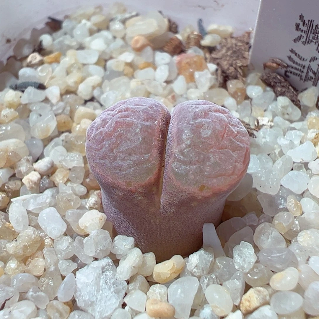 104-460多肉多肉紫流沙