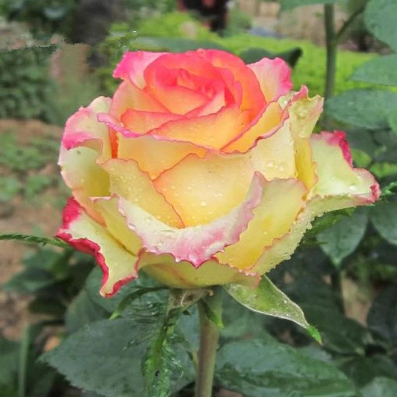 阿班斯月季大花苗盆栽庭院四季开花有香味