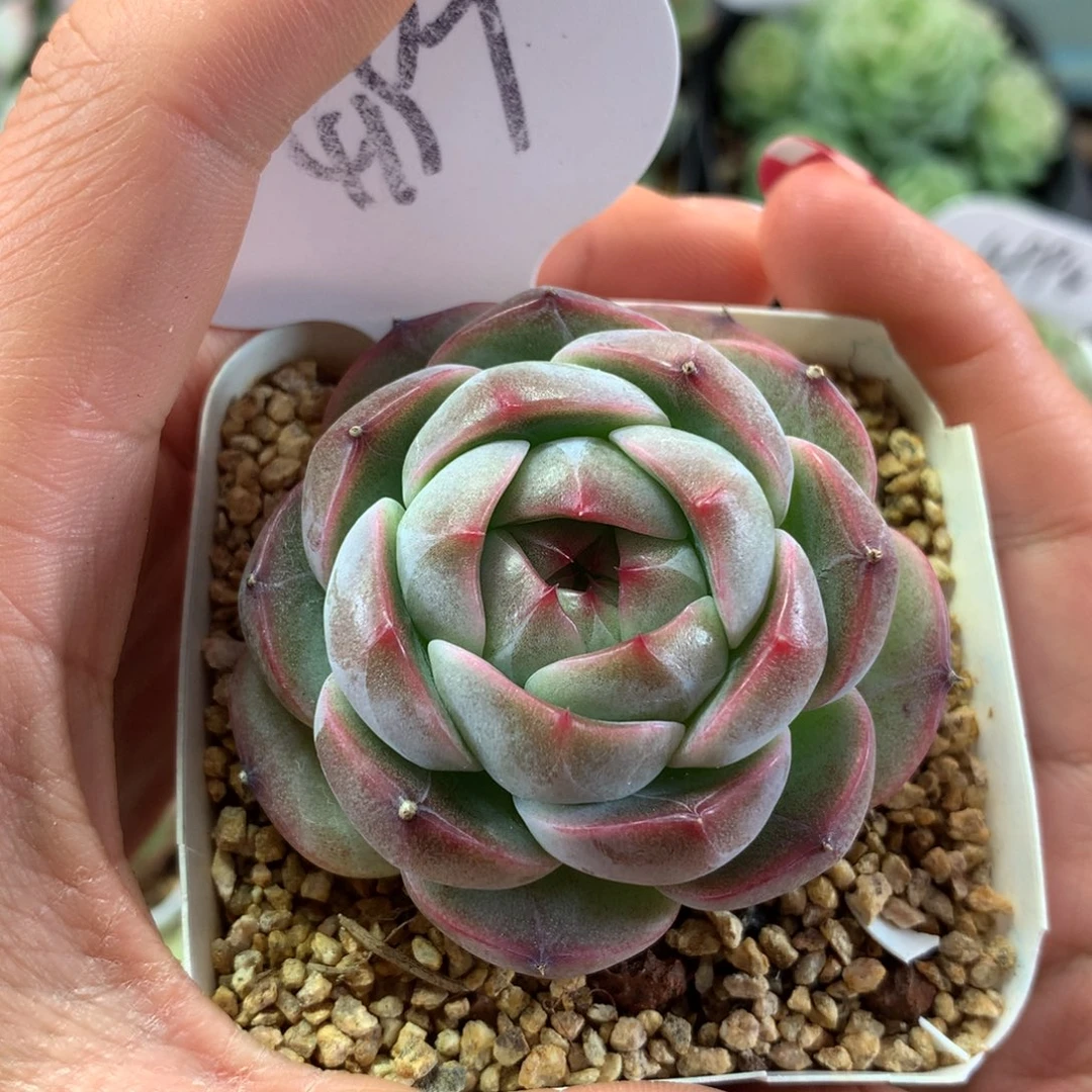 宽叶珍妮单头4197