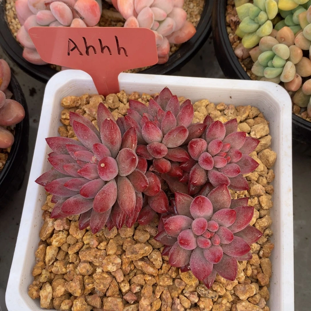 车厘子772722727722