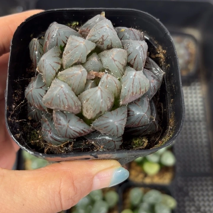 龙爪玉露多肉植物