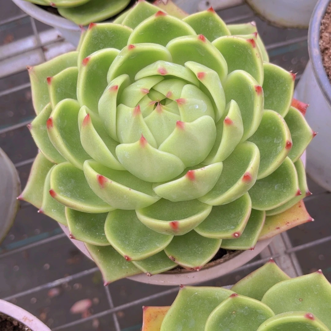 蓝龙16公分999999899999