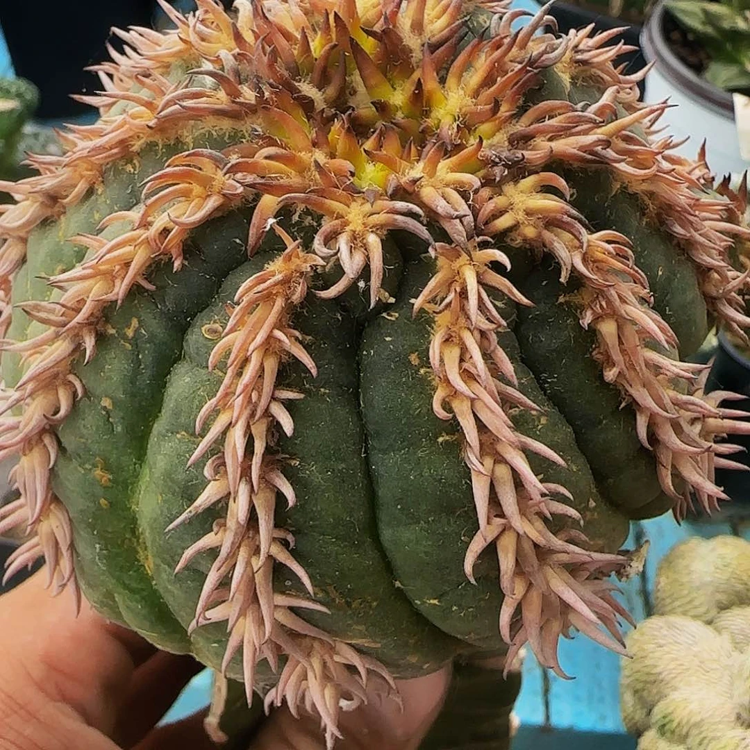 猫爪402仙人球开花